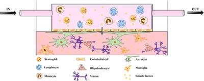 In vitro Models of Neurodegenerative Diseases